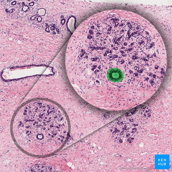 Ductus intralobularis (Intralobulärer Ausführungsgang); Bild: 