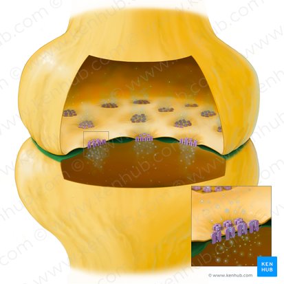 Membrane postsynaptique (Membrana postsynaptica); Image : Tal Bavli Ziv