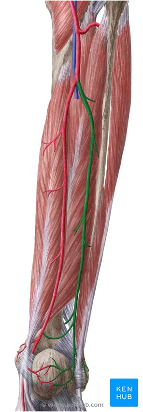 Peroneal artery - dorsal view