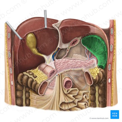 Spleen (Splen); Image: Irina Münstermann