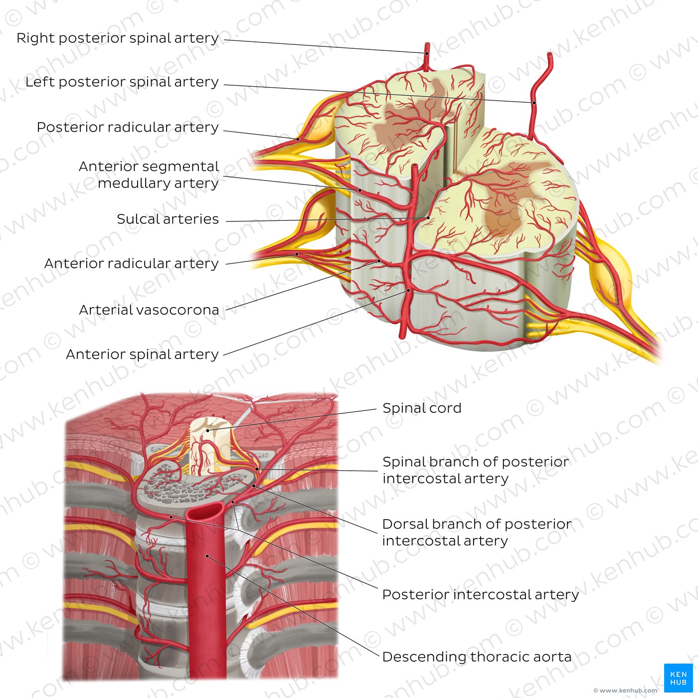 Arteries of the spinal cord