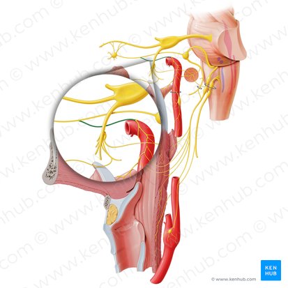 Deep petrosal nerve (Nervus petrosus profundus); Image: Paul Kim