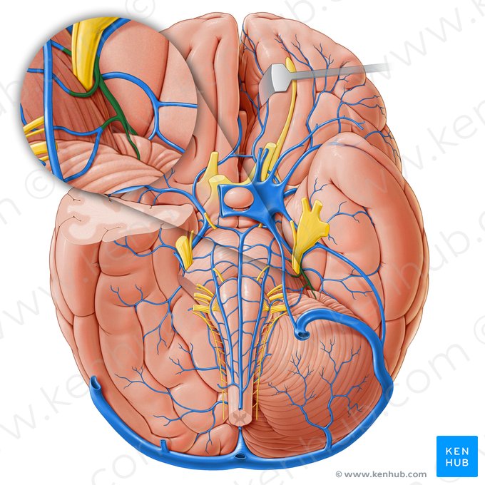 Superior cerebellar vein (Vena superior cerebelli); Image: Paul Kim