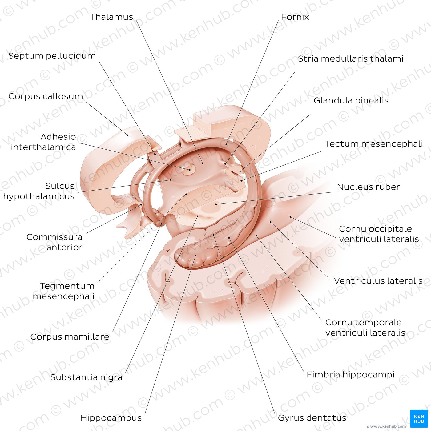 Hippocampus und Fornix