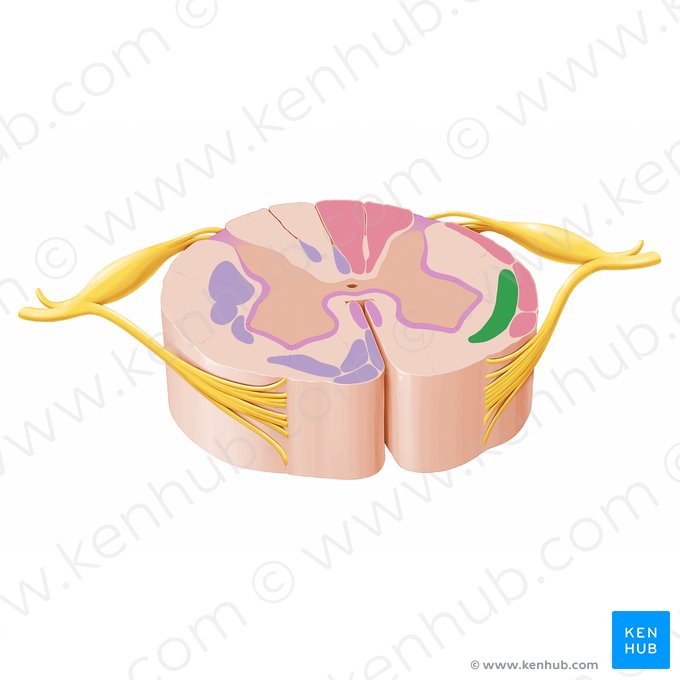 Trato espinotalâmico e trato espinorreticular (Tractus spinothalamicus & tractus spinoreticularis); Imagem: Paul Kim