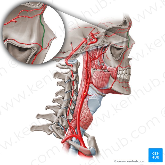 Arteria angular (Arteria angularis); Imagen: Paul Kim