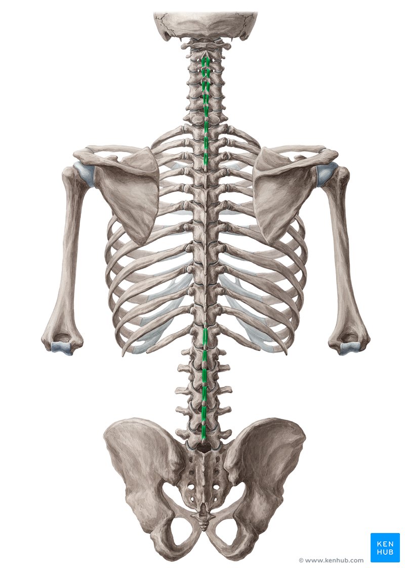 Musculi interspinales