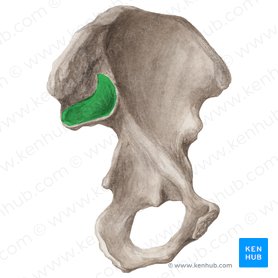 Superfície auricular do ílio (Facies auricularis ossis ilii); Imagem: Liene Znotina