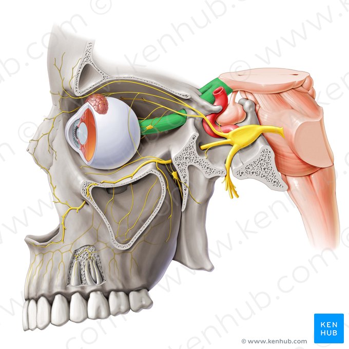 Optic nerve (Nervus opticus); Image: Paul Kim