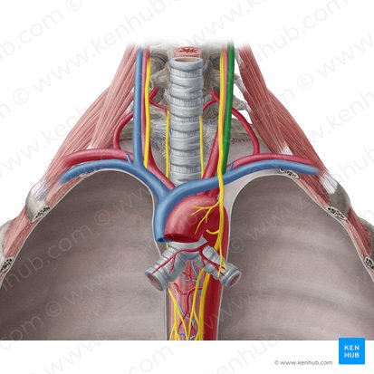 Veia jugular interna esquerda (Vena jugularis interna sinistra); Imagem: Yousun Koh