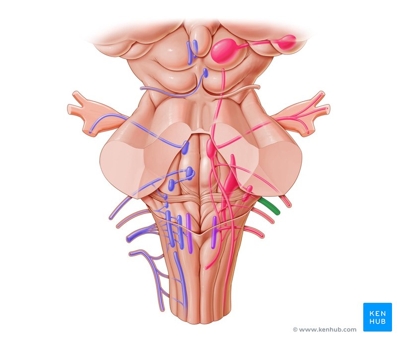 Vestibulocochlear nerve - dorsal view