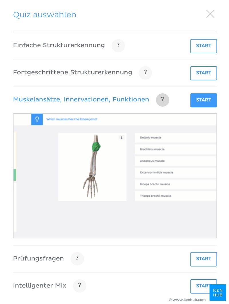 Auf Kenhub kannst du Ursprung, Ansatz, Innervation und Funktion der Muskeln lernen