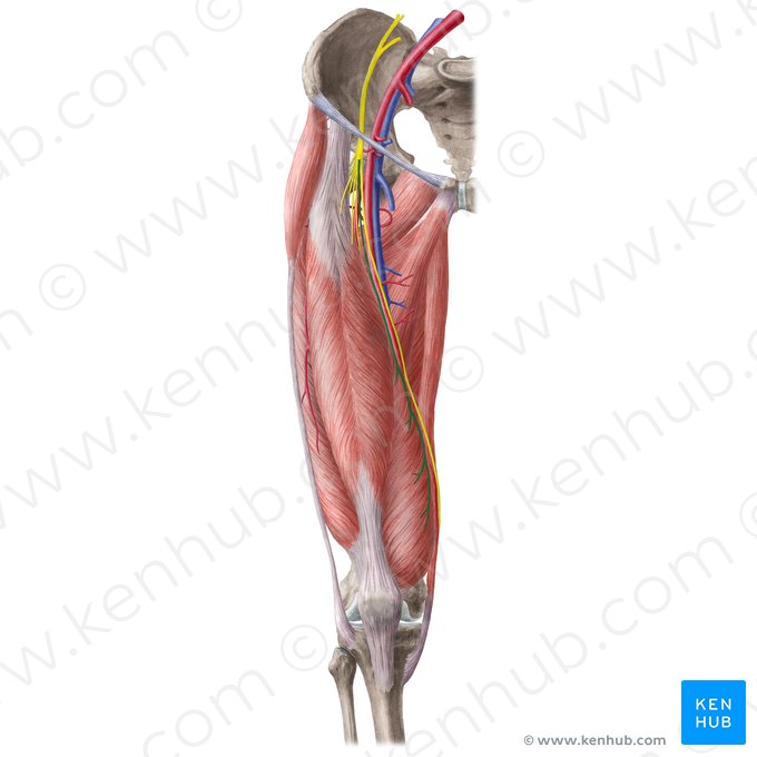Rami musculares nervi femoralis (Muskuläre Äste des Oberschenkelnervs); Bild: Liene Znotina