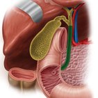 Ductus choledochus