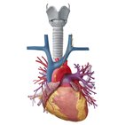 Lymphsystem des Herzens
