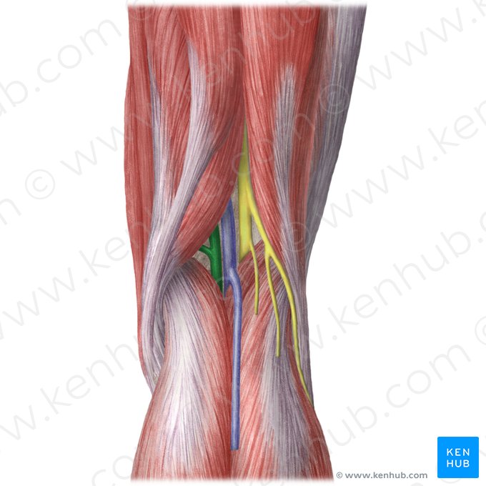 Popliteal artery (Arteria poplitea); Image: Liene Znotina