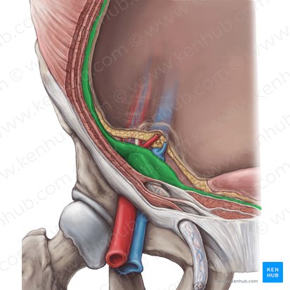 Fáscia transversal (Fascia transversalis); Imagem: Hannah Ely