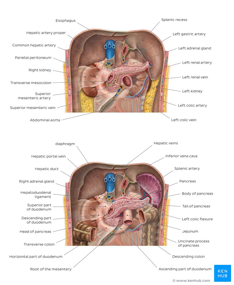 Pancreas in situ - Overview