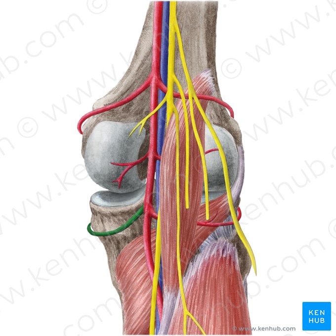 Inferior medial genicular artery (Arteria inferior medialis genus); Image: Liene Znotina