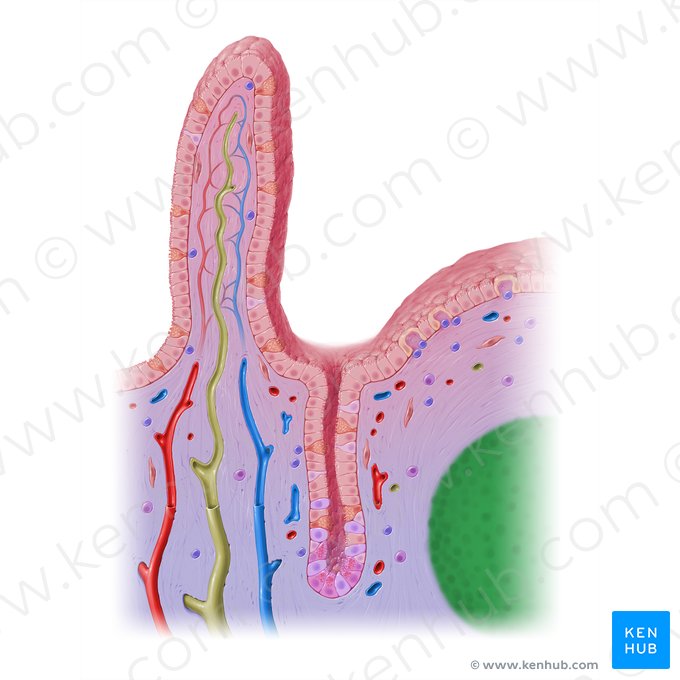 Nódulo linfoide (Nodulus lymphoideus); Imagem: Paul Kim