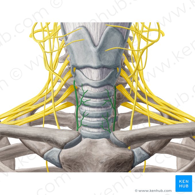 Recurrent laryngeal nerve (Nervus laryngeus recurrens); Image: Yousun Koh