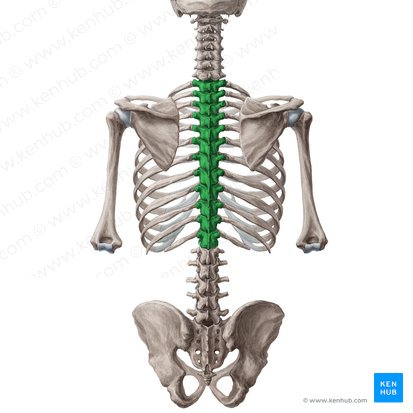 Vértebras torácicas (Vertebrae thoracicae); Imagem: Yousun Koh