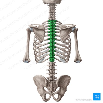Vértebra torácica (Vertebrae thoracicae); Imagem: Yousun Koh