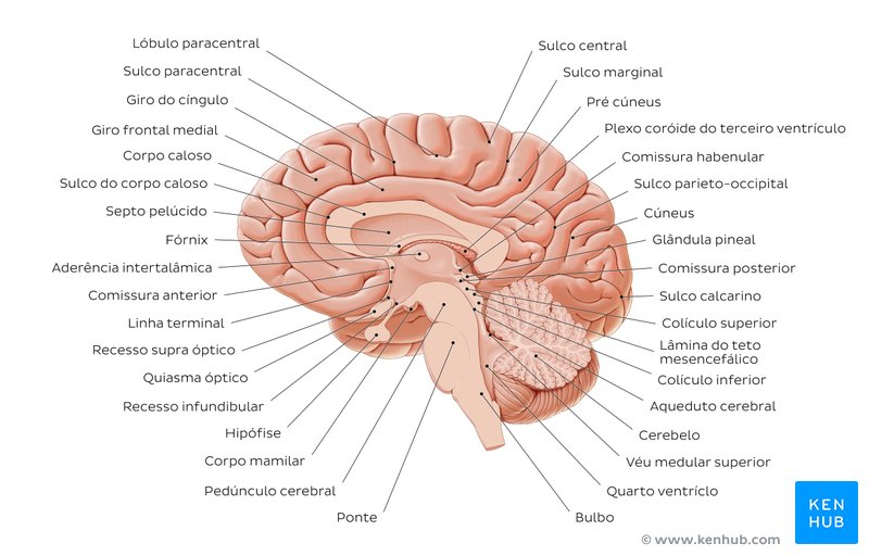 Anatomia do cérebro - vista sagital