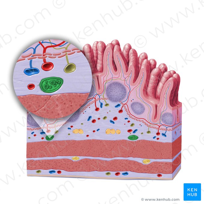 Plexo submucoso (de Meissner) (Plexus nervosus submucosus); Imagen: Paul Kim