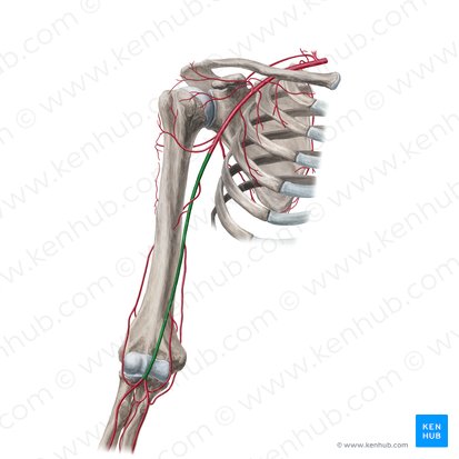 Arteria brachialis (Oberarmarterie); Bild: Yousun Koh