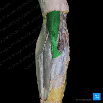 Musculus biceps brachii (Zweiköpfiger Oberarmmuskel); Bild: 