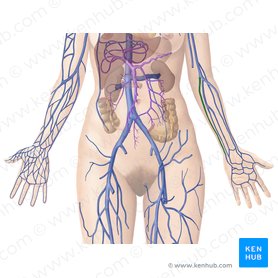 Major arteries, veins and nerves of the body: Anatomy | Kenhub