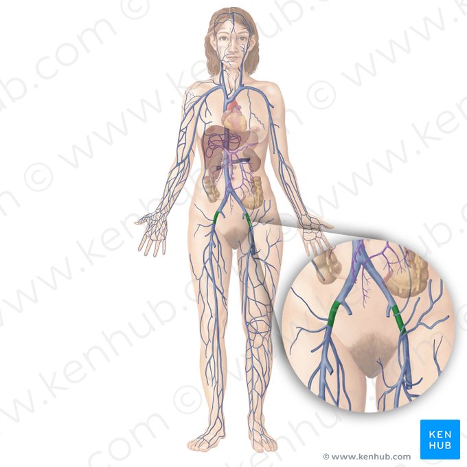 Veia ilíaca externa (Vena iliaca externa); Imagem: Begoña Rodriguez