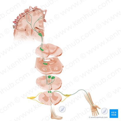 Sistema coluna dorsal-lemnisco medial (Via columnae posterioris lemniscique medialis); Imagem: Paul Kim