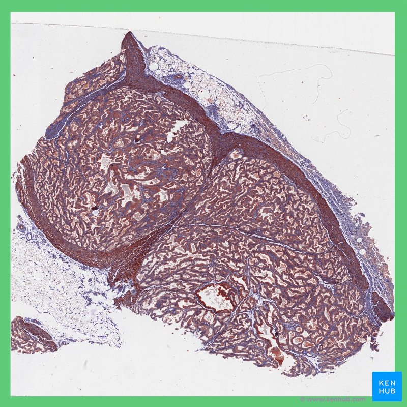 Prostate - Histology