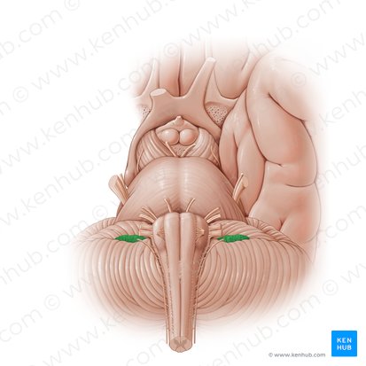 Plexo coroideo del cuarto ventrículo (Plexus choroideus ventriculi quarti); Imagen: Paul Kim