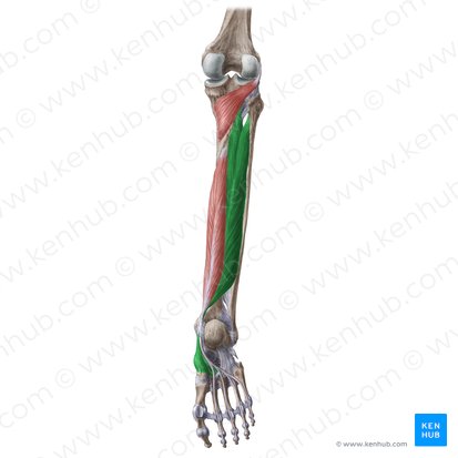 Músculo tibial posterior (Musculus tibialis posterior); Imagem: Liene Znotina