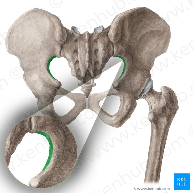 Greater sciatic notch of hip bone (Incisura ischiadica major ossis coxae); Image: Liene Znotina