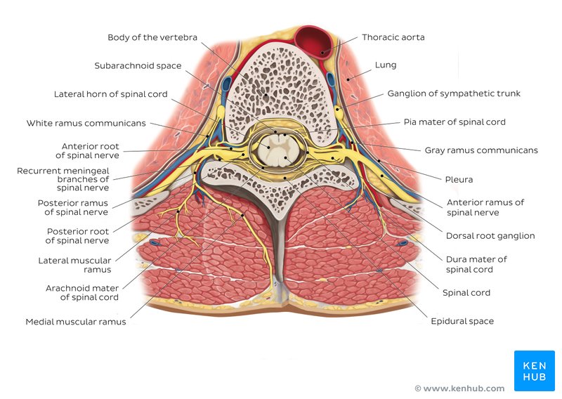 Anatomy Of The Back Spine And Back Muscles Kenhub