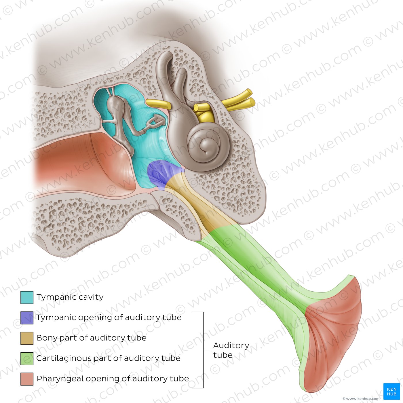 Parts of the auditory tube