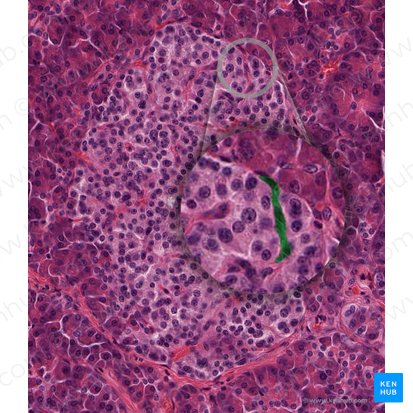 Capilares fenestrados (Vasa capillaria fenestrata); Imagem: 