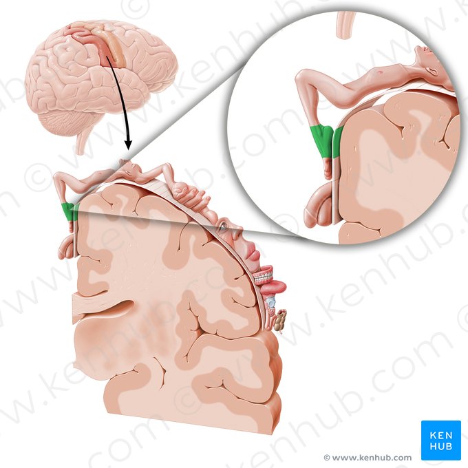 Sensory cortex of foot (Cortex sensorius pedis); Image: Paul Kim