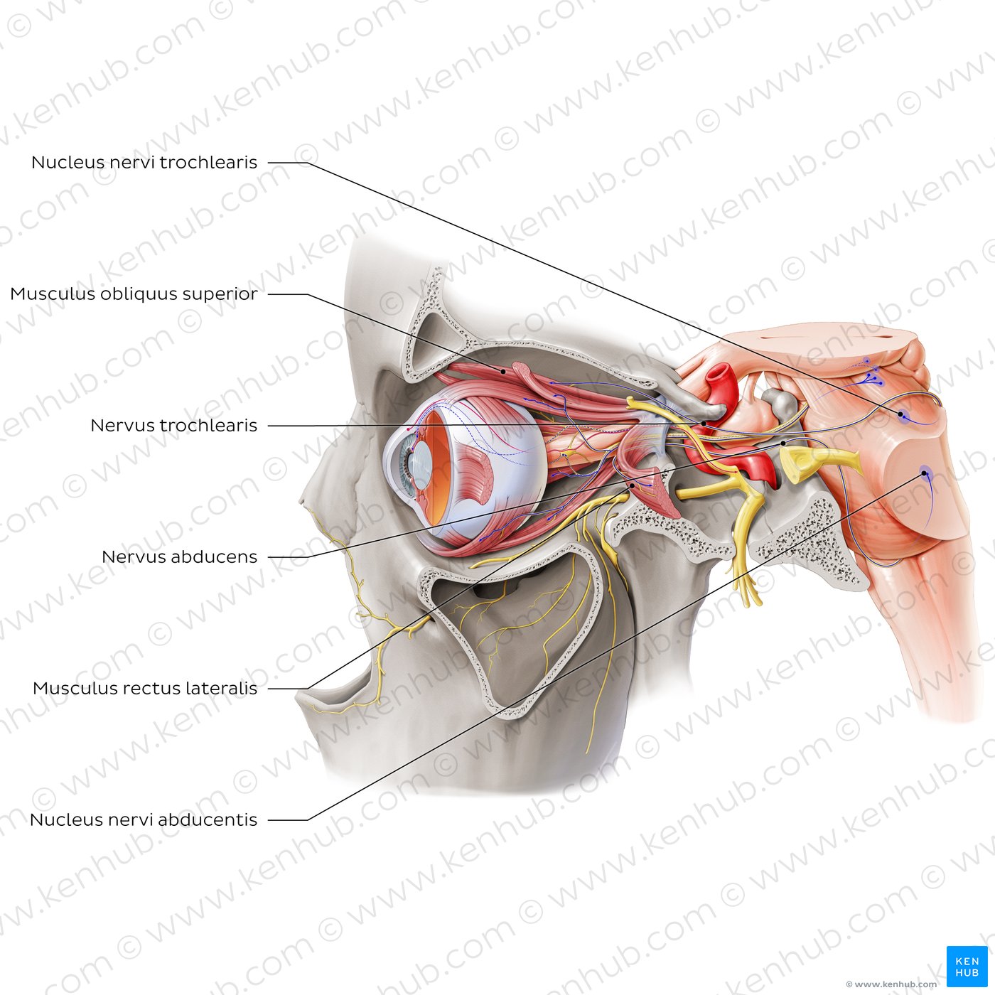 Trochlear and abducens nerve (lateral view)