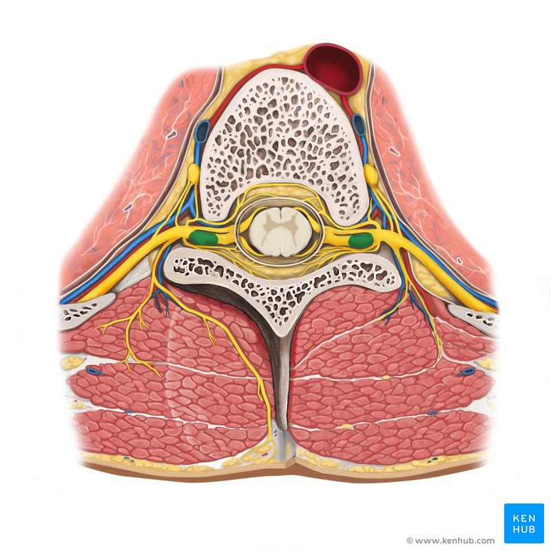 Dorsal root ganglion - cranial view