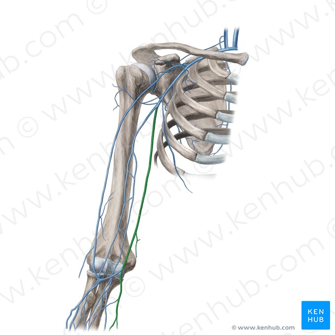 Basilic vein (Vena basilica); Image: Yousun Koh