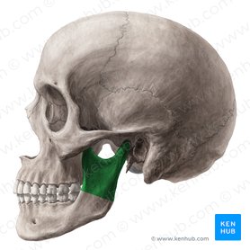 Ramo da mandíbula (Ramus mandibulae); Imagem: Yousun Koh