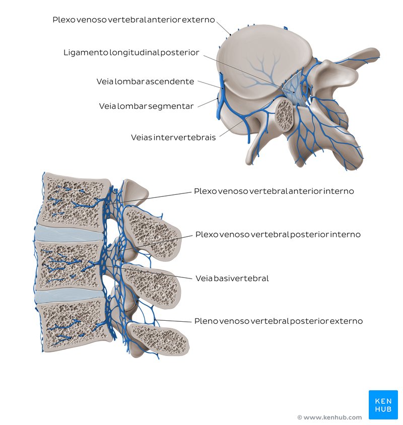 Veias da coluna vertebral - diagrama