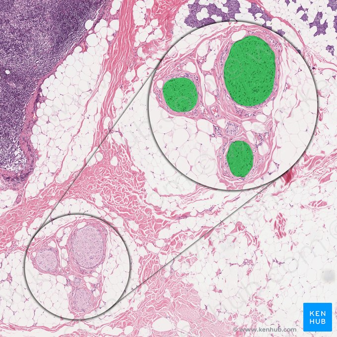 Branch of peripheral nerve (Ramus nervi peripheralis); Image: 