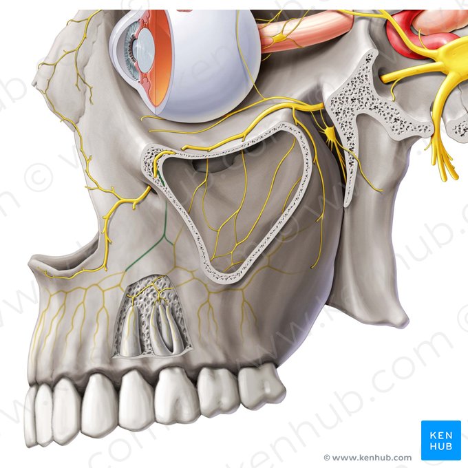 Nervus alveolaris superior anterior (Vorderer oberer Zahnfachnerv); Bild: Paul Kim