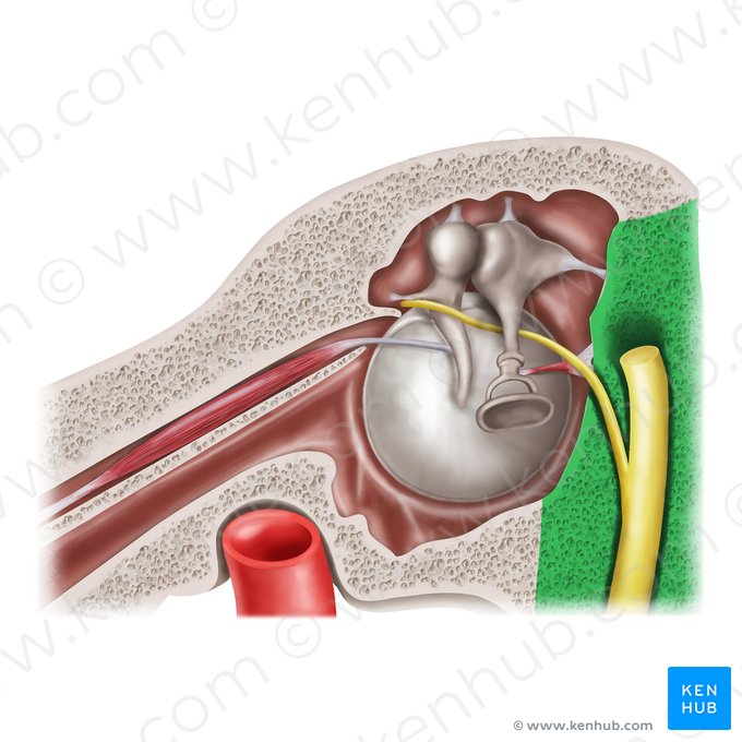 Mastoid wall of tympanic cavity (Paries mastoideus cavitatis tympani); Image: Mao Miyamoto